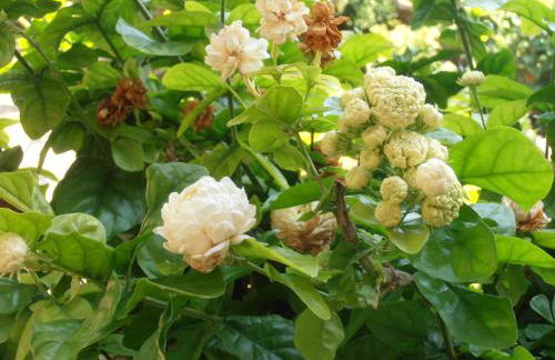 Pontinos Villa - Photo 11