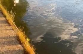 Alfortville Jolie cocon - Foto 7