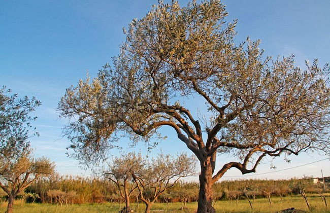 Agricampeggio Maccari - Photo 22