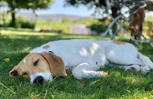 Corte Odorico - Foto 30