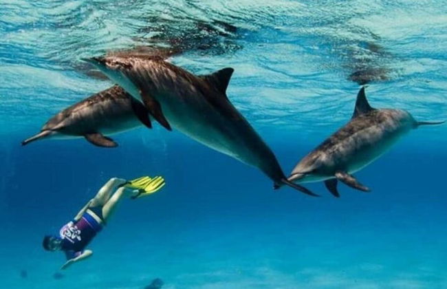 Snorkeling compartilhado de dia inteiro nas Ilhas Hamata saindo de Marsa Alam - Foto 12