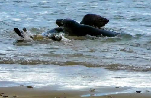 Maisonnette individuelle pour 4 personnes 2 chambres Terrasse - Design & Haute Qualité - Foto 26