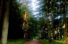 Noclegi Tomaszkowo - Photo 45