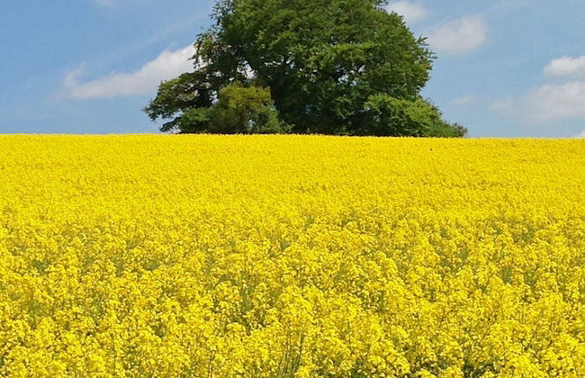 Manor Farm Courtyard Cottages - Foto 24