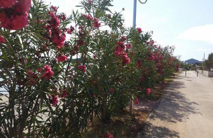 Apartment Sajković - Foto 9