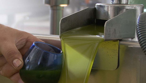 Visita a un olivar y una almazara + Cata de aceites - Foto 5