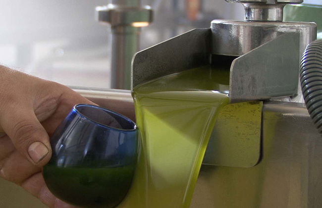 Olive Grove & Oil Mill Tour + Tasting - Photo 5