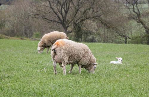 Barnfields Holiday Cottage - Foto 26