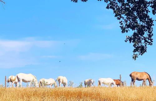 Quinta do Pé da Charca - Foto 32