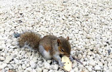 Woodland View Retreat - Luxury Stay, Endless Fun - Foto 42