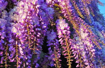 Lo Gnomo sotto al Glicine - Foto 7