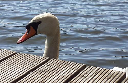 Holzhaus am See - Foto 74