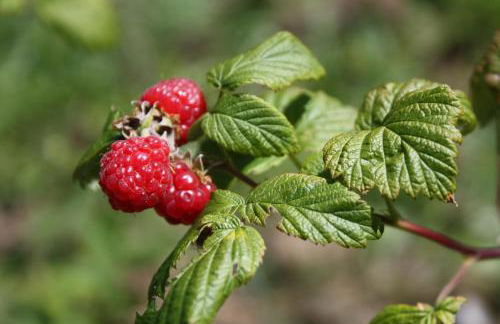 Ospitalita' Rurale Casa Cani - Photo 14