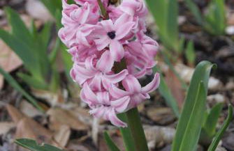 Casa De Santo Antão - Turismo Rural - Foto 40