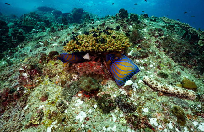 Batismo de mergulho em Koh Tao - Foto 9