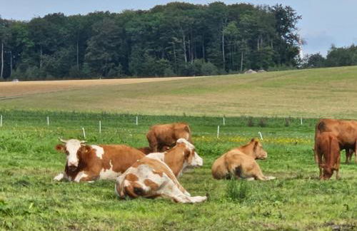 Haus am Brunnen Wohnung 1 - Foto 15