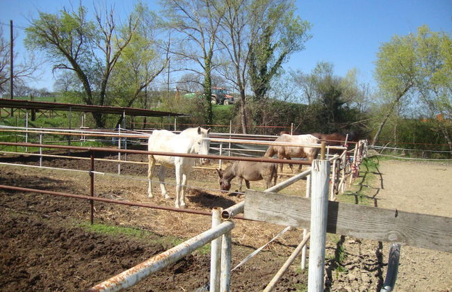 Agriturismo Fattoria Il Bruco - Foto 46
