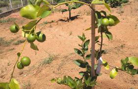 Rancho do andi - Foto 13