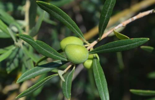 Appartamento per 2 persone con vista sulle Eolie Casa Spisidda "Lipari" - Foto 35