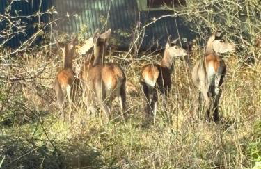 Stodoła 55 - Foto 60