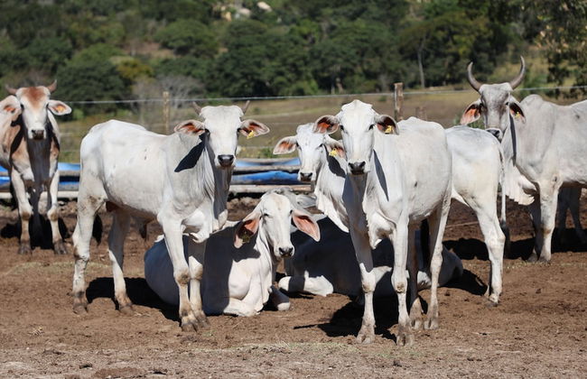 Fazenda Santa Amalia - Foto 54