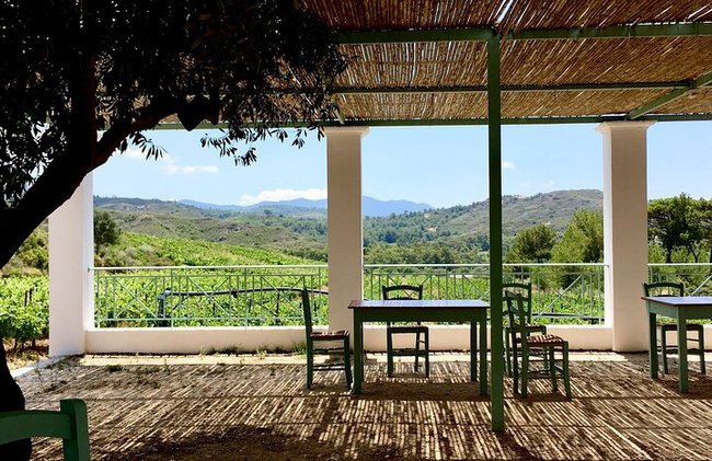 Degustación de vinos en Rodas, dentro de los viñedos con el productor. - Foto 10