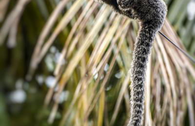 Antunes vila maragogi - Foto 48