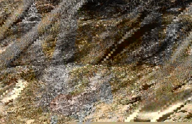 Mas Isoles - Foto 48