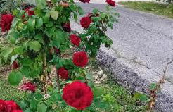 Il Casale Delle Rose - Foto 29