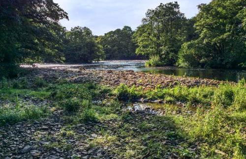 The Conifers - Foto 11