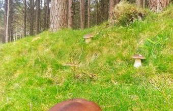 Gure Idorpea - Foto 31