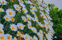 Dimora del Conte Sorrento coast seaview - Foto 44