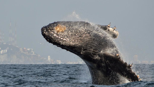 Avistamiento de ballenas en Mazatlán - Tour de medio día - Foto 5
