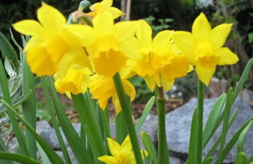 Ferienwohnung im Rosental - Foto 11