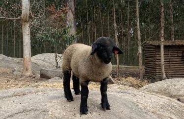 Quintinha Silvestre - Foto 21