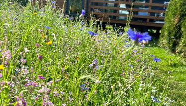 IguHouse - Foto 4, Garden view