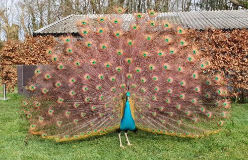 Peacock cottage- Two bedroom country cottage. - Photo 5