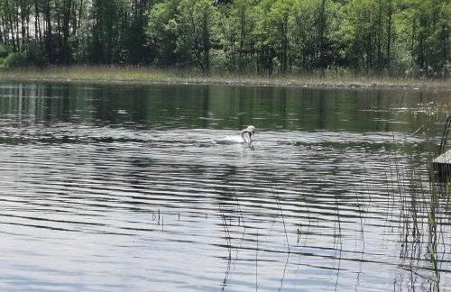 Domki Borowiackie nad brzegiem jeziora - Foto 26