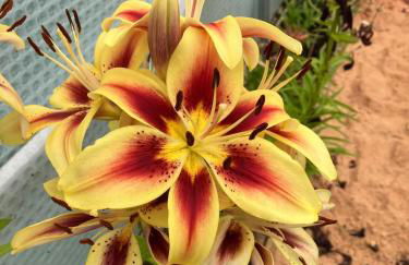 Tiny home on an organic croft, Isle of Arran - Photo 6