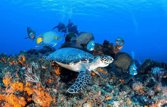 Buceo en Cozumel - Foto 8