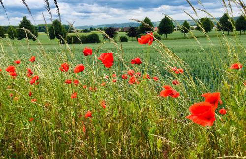 Apartments "Am Nationalpark" - Foto 20