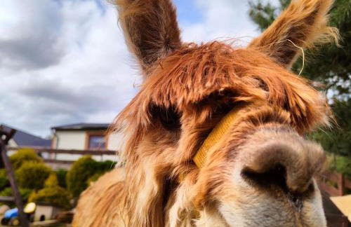 Agroturystyka Zagroda Alpaka - Foto 46