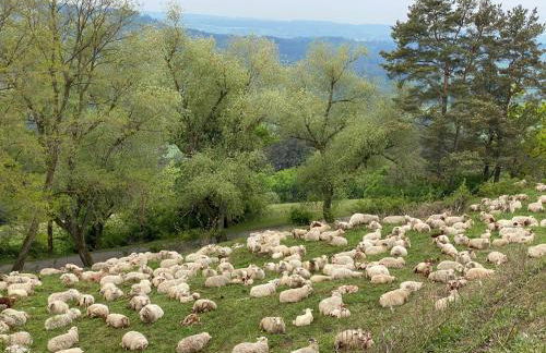 Landhaus-Villa auf dem Berg - Foto 59