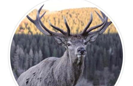 Ferienwohnung Kölbel Familienurlaub in der Natur - Foto 30