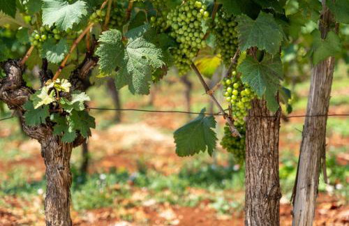 Vitis Apartment Istra - Foto 44