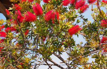 Villa Lemonia - Foto 29