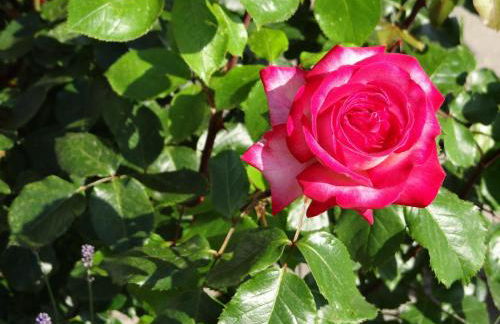 Ferienwohnung Riepertinger - Foto 17