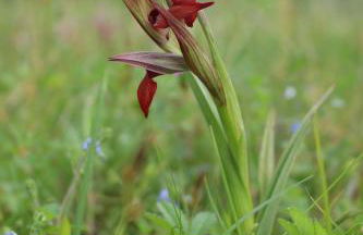 La maison de Demeter, 10 min d'Eugénie, calme des Landes Intérieures - Foto 28