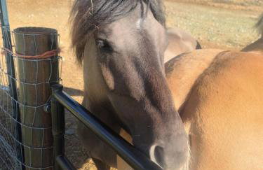 Bass Farm Lake View Loft Cabin - Foto 5