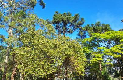 Chalé Lavanda - Espaço Garden Margarida - Foto 24